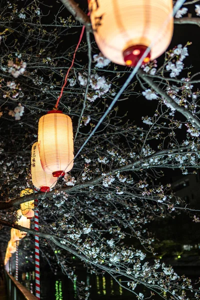 Kirschblüten Japan Tokio — Stockfoto