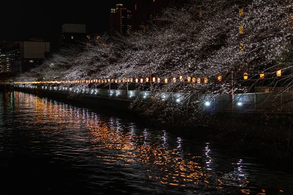 Japonya 'da kiraz çiçekleri, Tokyo