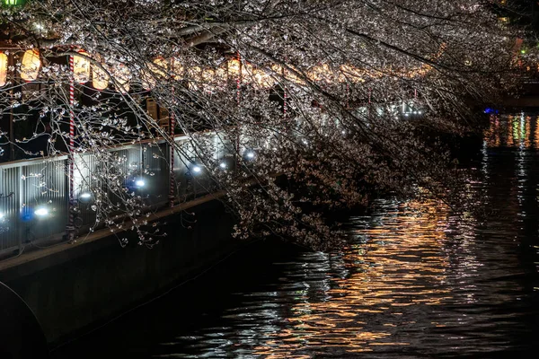 Kirschblüten Japan Tokio — Stockfoto