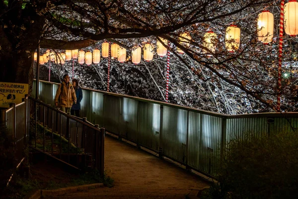 Kirschblüten Japan Tokio — Stockfoto