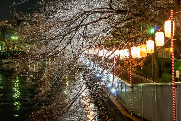 Kwiat Wiśni Japonii Tokio — Zdjęcie stockowe