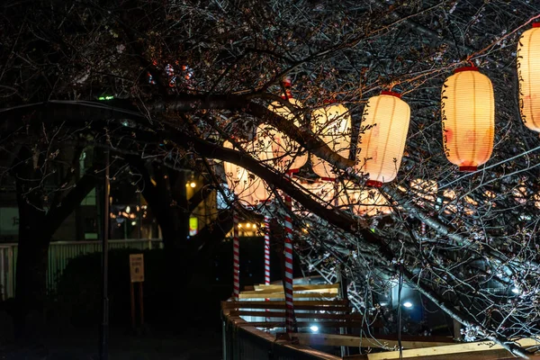 Kirschblüten Japan Tokio — Stockfoto