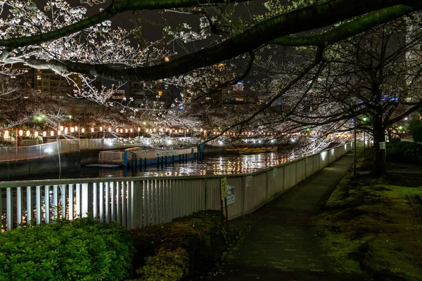 Körsbärsblommor Japan Tokyo — Stockfoto
