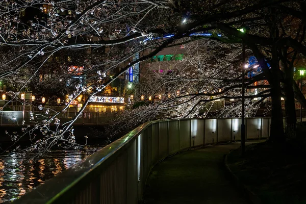 Körsbärsblommor Japan Tokyo — Stockfoto