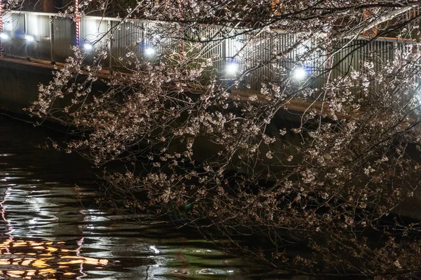 Körsbärsblommor Japan Tokyo — Stockfoto