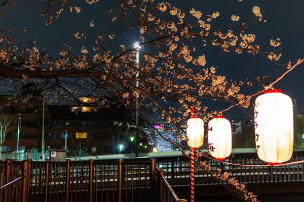 Körsbärsblommor Japan Tokyo — Stockfoto