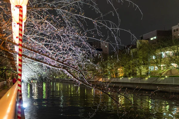 Körsbärsblommor Japan Tokyo — Stockfoto