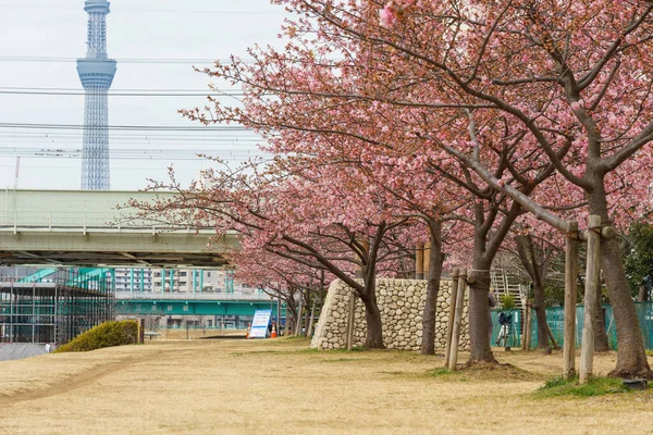Kersenbloesems Japan Tokio — Stockfoto