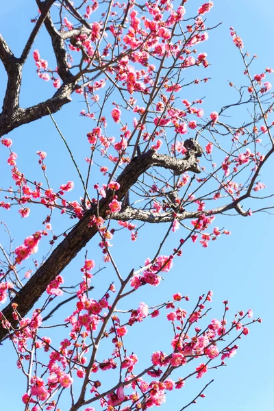 Cherry Blossoms Japan Tokyo — Stock Photo, Image