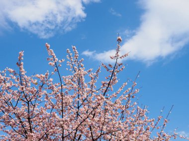 Japonya 'da kiraz çiçekleri, Tokyo