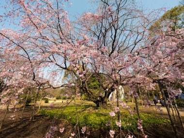 Japonya 'da kiraz çiçekleri, Tokyo