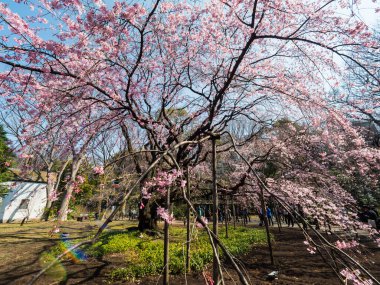 Japonya 'da kiraz çiçekleri, Tokyo