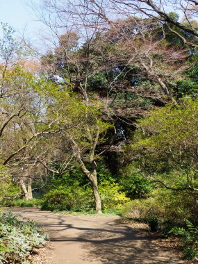 Japonya 'da kiraz çiçekleri, Tokyo