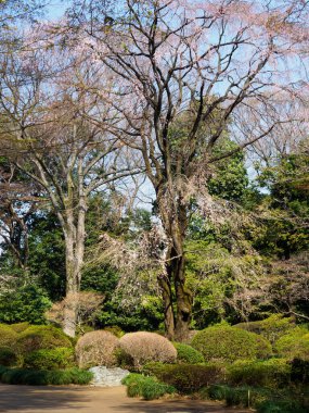 Japonya 'da kiraz çiçekleri, Tokyo