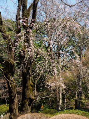 Japonya 'da kiraz çiçekleri, Tokyo
