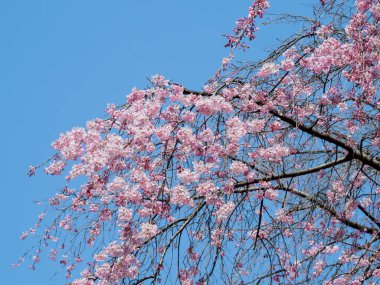 Japonya 'da kiraz çiçekleri, Tokyo