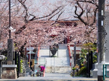 Japonya 'da kiraz çiçekleri, Tokyo