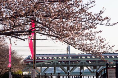 Japonya 'da kiraz çiçekleri, Tokyo