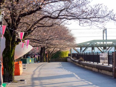 Japonya 'da kiraz çiçekleri, Tokyo