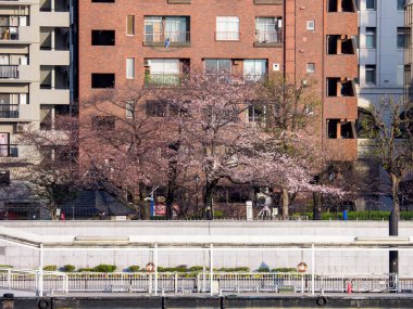 Japonya 'da kiraz çiçekleri, Tokyo
