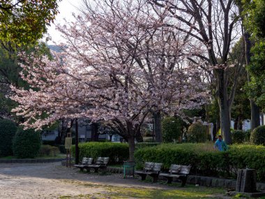 Japonya 'da kiraz çiçekleri, Tokyo