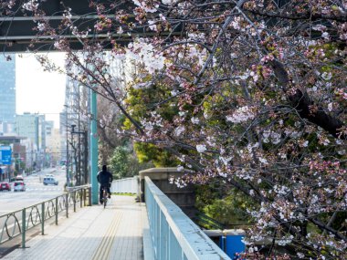 Japonya 'da kiraz çiçekleri, Tokyo