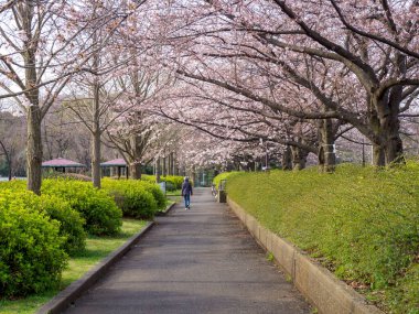 Japonya 'da kiraz çiçekleri, Tokyo