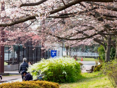 Japonya 'da kiraz çiçekleri, Tokyo
