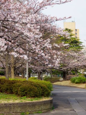 Japonya 'da kiraz çiçekleri, Tokyo