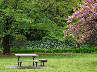 Japonya 'da kiraz çiçekleri, Tokyo