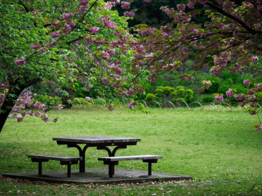 Japonya 'da kiraz çiçekleri, Tokyo