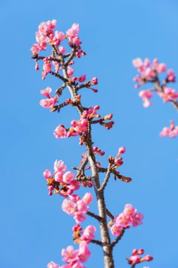 Japonya 'da kiraz çiçekleri, Tokyo