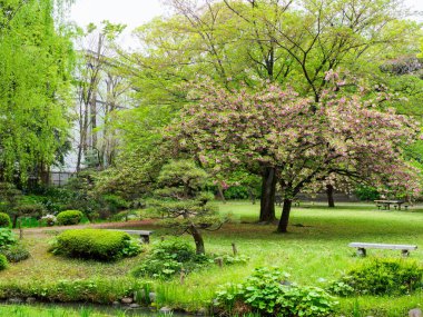 Japonya 'da kiraz çiçekleri, Tokyo