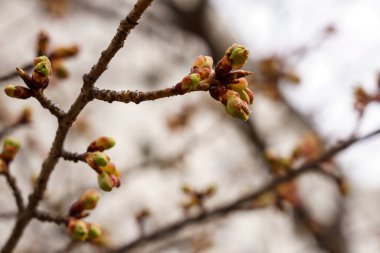 Japonya 'da kiraz çiçekleri, Tokyo