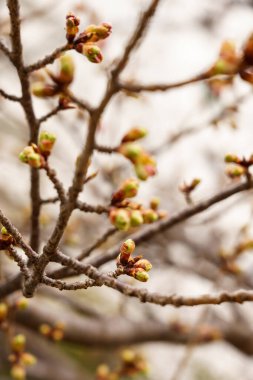 Japonya 'da kiraz çiçekleri, Tokyo