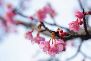 Japonya 'da kiraz çiçekleri, Tokyo