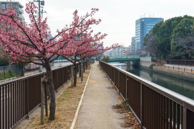 Japonya 'da kiraz çiçekleri, Tokyo