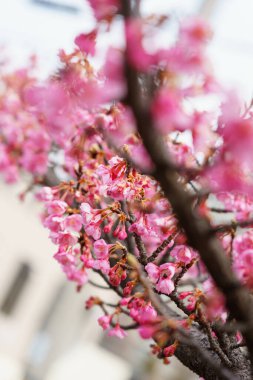 Japonya 'da kiraz çiçekleri, Tokyo
