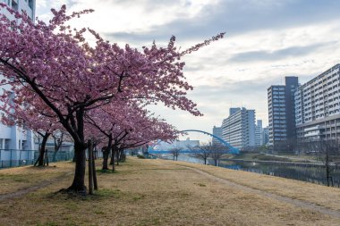Japonya 'da kiraz çiçekleri, Tokyo