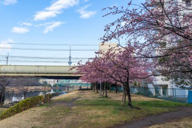 Japonya 'da kiraz çiçekleri, Tokyo