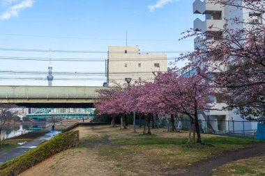Japonya 'da kiraz çiçekleri, Tokyo