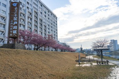 Japonya 'da kiraz çiçekleri, Tokyo
