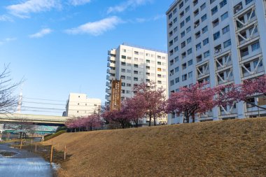 Japonya 'da kiraz çiçekleri, Tokyo