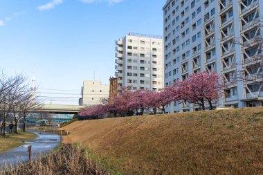Japonya 'da kiraz çiçekleri, Tokyo