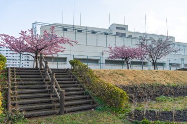 Japonya 'da kiraz çiçekleri, Tokyo