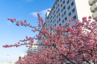 Japonya 'da kiraz çiçekleri, Tokyo