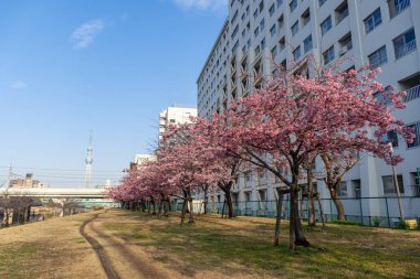 Japonya 'da kiraz çiçekleri, Tokyo