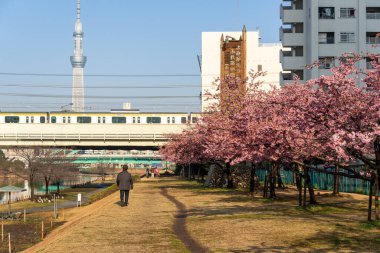 Japonya 'da kiraz çiçekleri, Tokyo