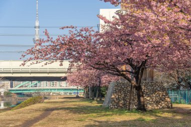 Japonya 'da kiraz çiçekleri, Tokyo