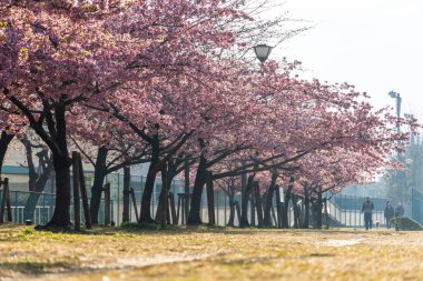 Japonya 'da kiraz çiçekleri, Tokyo